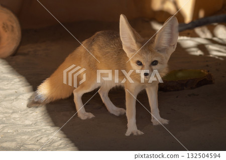 Fennec fox (Vulpes zerda). Wildlife animal. Fennec fox (Vulpes zerda). Wildlife animal. 132504594