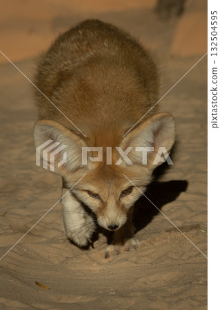 Fennec fox (Vulpes zerda). Wildlife animal. 132504595