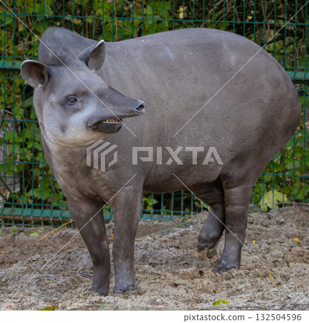 Close up view of tapir 132504596