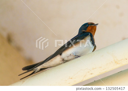 A swallow looking up in soft light 132505417