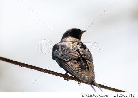 The back and wing details of a swallow emerge from the backlight 132505418