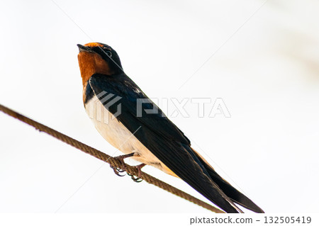 A swallow standing majestically against a high-key sky A swallow standing majestically against a high-key sky 132505419