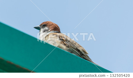 A sparrow looking up at the sky from the turquoise roof of Roadside Station Itako 132505420