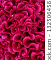 Red celosia flower Red celosia flower 132506458
