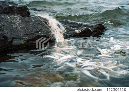 Fishing net with small fish at lake shoreline rocks Fishing net with small fish at lake shoreline rocks 132506838