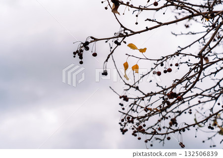 Close-up of dry berry clusters on bare branches with copy space 132506839