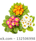 Top-down view of assorted primrose flowers in orange, pink, and white varieties with green leaves isolated on white background 132506998