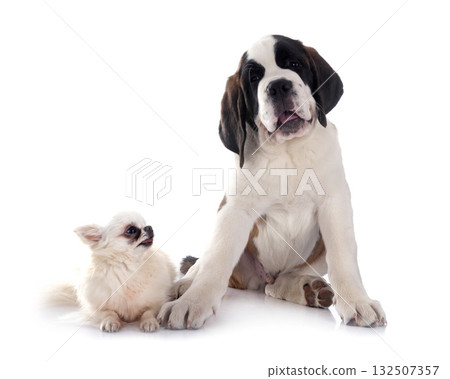 puppy saint bernard in studio puppy saint bernard in studio 132507357