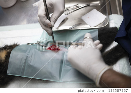cat sterilization and vet 132507367