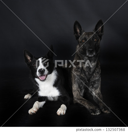 Dutch Shepherd and border in studio 132507368