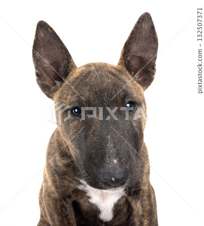 miniature bull terrier in studio miniature bull terrier in studio 132507371