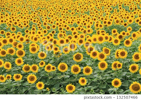 sunlit field filled with countless blooming sunflowers stretches into the distance 132507466