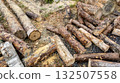 Sawn logs and sawdust lie on the ground. Close-up of sawn pine logs ready for storage. Logging. Tree trunks 132507558