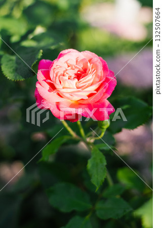 Peach colored rose blooming in sunlight 132507664