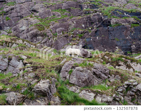 A hardy sheep, its fleece thick and white, gazes out from its rocky perch, a scene of quiet strength and resilience in nature. 132507878
