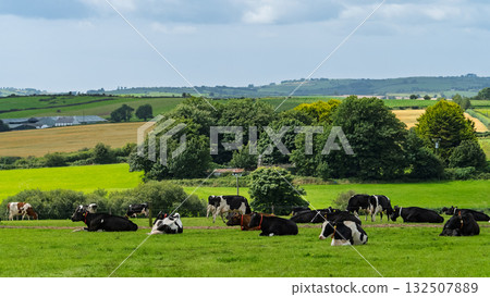 Black and white cows are resting and grazing on a green pasture. Lush trees and cultivated fields appear in the background of the West Cork countryside. 132507889