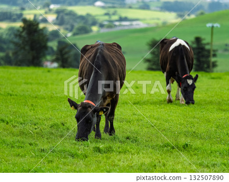 Two cows are eating grass in a field in West Cork, Ireland. One cow is solid black and the other is black and white. Green hills stretch out behind them. 132507890