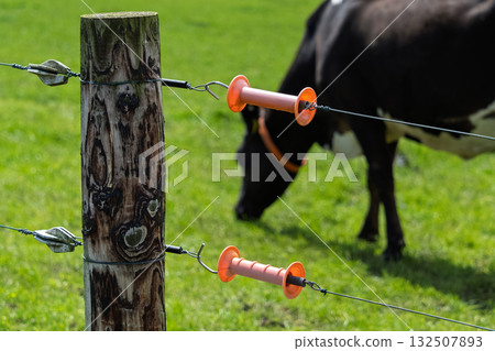 A wooden post and an electric fence keep a cow enclosed. The cow grazes in the bright green pasture of West Cork, Ireland. 132507893