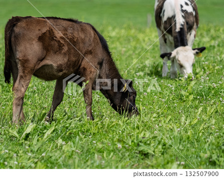 Two young cows are eating grass in a field. One is brown and black and the other is white and black. They are in a West Cork, Ireland pasture. Two young cows are eating grass in a field. One is brown and black and the other is white and black. They are in a West Cork, Ireland pasture. 132507900