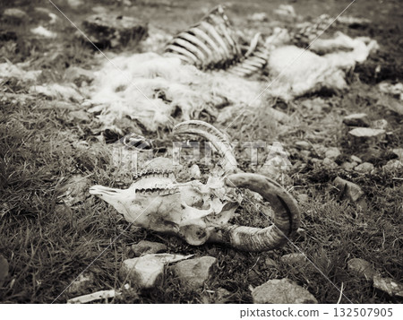 Animal skeleton and wool remains lie on green grass in a rocky field, showing signs of decomposition. 132507905
