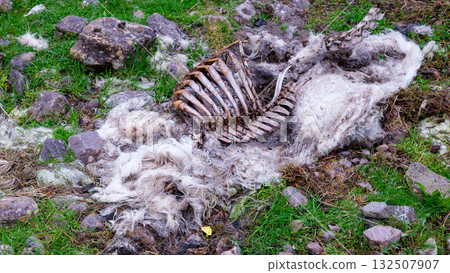 In a field, the bones and wool of a decaying sheep lie on the ground amidst grass and rocks. The carcass is decaying. This took place in rural Ireland. 132507907