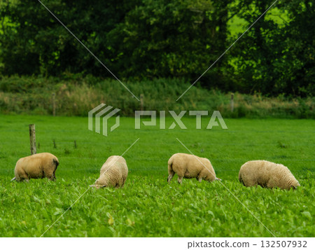 Sheep graze in a lush green field of grass in West Cork, Ireland during the daytime, a rural landscape. 132507932