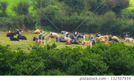 A group of cows of various colors are lying down and relaxing on a vibrant green hillside in West Cork. Trees and shrubs surround the pasture. 132507934
