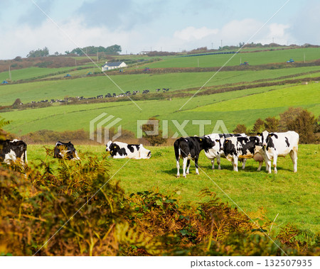 Cows are grazing and resting in a green pasture. Rolling hills and a house are visible in the background in rural West Cork, Ireland. Cows are grazing and resting in a green pasture. Rolling hills and a house are visible in the background in rural West Cork, Ireland. 132507935
