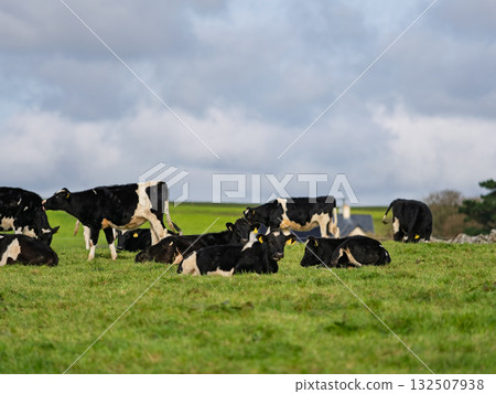 A group of black and white cows are resting and standing in a grassy meadow in the countryside. The sky above is cloudy. Location is West Cork in Ireland. A group of black and white cows are resting and standing in a grassy meadow in the countryside. The sky above is cloudy. Location is West Cork in Ireland. 132507938