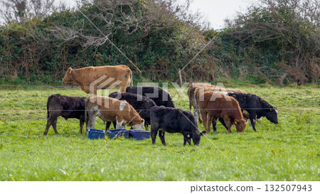 A herd of cattle, including calves, are grazing in a bright green field. Some are drinking from blue troughs. The background is a hedge row and green field in West Cork. 132507943