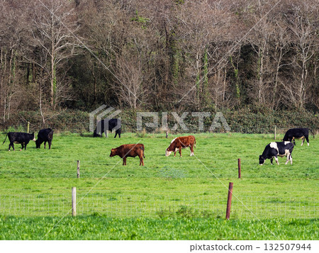 Several cattle of different colors are grazing on a verdant field. A line of trees and bushes runs along the horizon. This is likely in West Cork, Ireland. Several cattle of different colors are grazing on a verdant field. A line of trees and bushes runs along the horizon. This is likely in West Cork, Ireland. 132507944