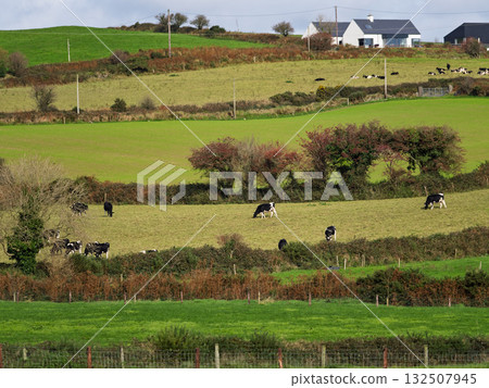 Cattle peacefully eat grass in a green field full of bushes and trees. Farmhouses are tucked away in the rolling countryside of West Cork, Ireland. Cattle peacefully eat grass in a green field full of bushes and trees. Farmhouses are tucked away in the rolling countryside of West Cork, Ireland. 132507945