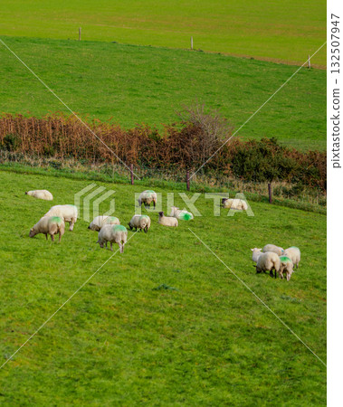 A flock of sheep with green markings is scattered across a vibrant green field. Some are standing and eating, while others are resting, with rolling hills in the background. 132507947