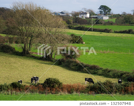 Cows graze in rolling green hills with farmhouses in the distance, a typical scene from rural West Cork, Ireland. 132507948