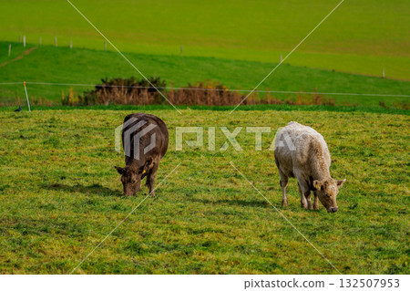 Two cows, one brown and one white, eat grass in a bright green field. Rolling hills are in the background. It is daytime. 132507953