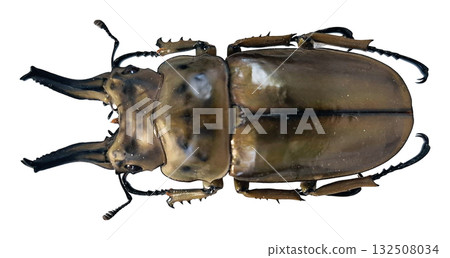 This isolated stag beetle Allotopus rosenbergi showcases its impressive features, highlighting the distinctive horns and color patterns. The specimen is positioned perfectly for study. This isolated stag beetle Allotopus rosenbergi showcases its impressive features, highlighting the distinctive horns and color patterns. The specimen is positioned perfectly for study. 132508034