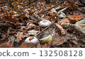Mushrooms carpet the autumn leaves. 132508128