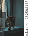 A cat walking on the windowsill  132508147