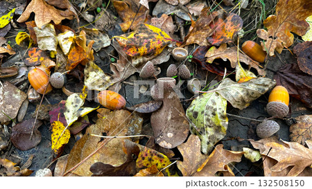 Autumn vibe with colorful leaves and hazelnuts. 132508150