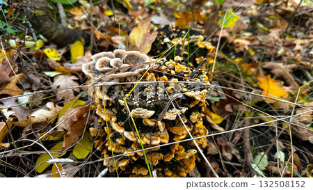 Moss on the ground, autumn vibe. 132508152