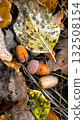Autumn leaves on the ground and small hazelnuts. 132508154