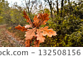 autumn leaves on the fall background 132508156