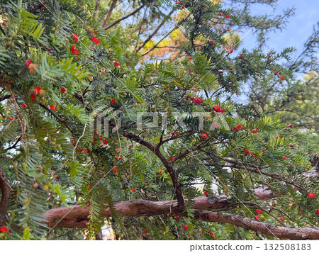 Taxus baccata, european yew. Conifer shrub with poisonous red berry. 132508183
