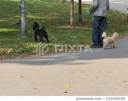 Man walking two dogs in city park. Leisure, companionship, and daily routine with pets during autumn day outdoors. Man walking two dogs in city park. Leisure, companionship, and daily routine with pets during autumn day outdoors. 132508189