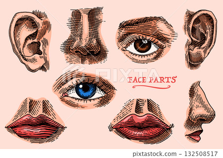 Human face parts or sensory organs set. Nose, ear, eyes, mouth and lips. Hand drawn engraved Human face parts or sensory organs set. Nose, ear, eyes, mouth and lips. Hand drawn engraved 132508517