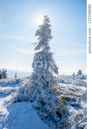 A tall, snow-covered tree stands proudly in the Jizera Mountains beneath a bright sun. The landscape is blanketed in fresh snow, creating a serene winter scene. A tall, snow-covered tree stands proudly in the Jizera Mountains beneath a bright sun. The landscape is blanketed in fresh snow, creating a serene winter scene. 132508666