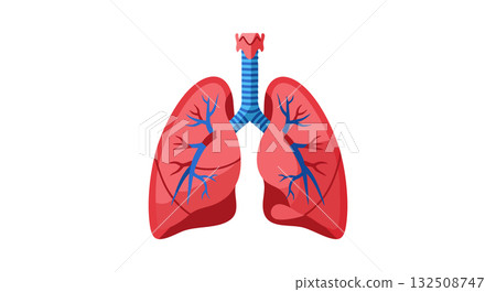 Human Lungs Anatomy with Bronchial Tubes and Blood Vessels Illustration for Medical Education Human Lungs Anatomy with Bronchial Tubes and Blood Vessels Illustration for Medical Education 132508747