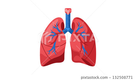Human lungs anatomy with bronchial tubes and trachea medical vector illustration Human lungs anatomy with bronchial tubes and trachea medical vector illustration 132508771