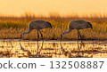 Cranes Feeding at Sunset in Wetland - Ai Generated 132508887