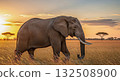 Elephant Walking in Sunset Savannah - Ai Generated 132508900
